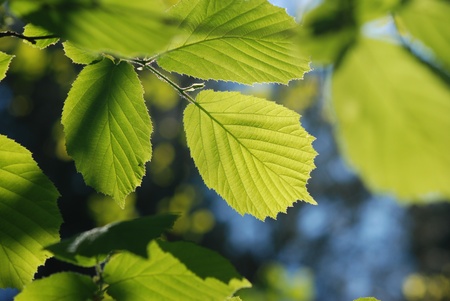 Green leafの写真素材
