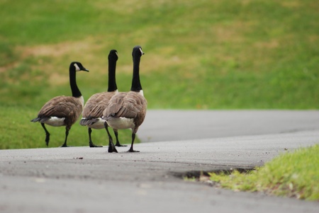 three geese on a pathの写真素材