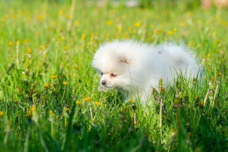 Little white Spitz puppy stands in green grassの写真素材