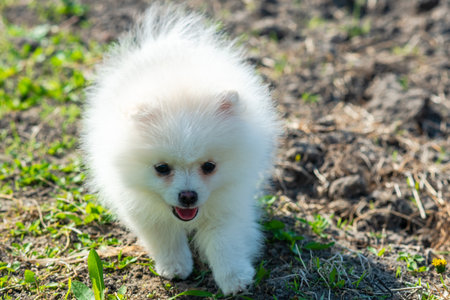 Little Spitz puppy white color in nature, dog in the countryの写真素材