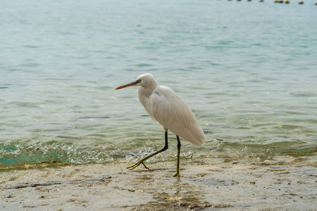 White egret walking on the seashoreの写真素材
