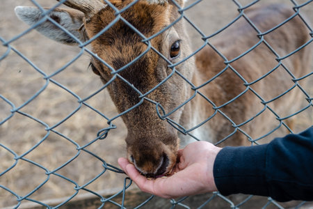 The young deer (fawn) eating from hand behind metal grid
