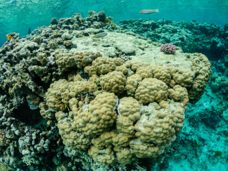 Amazing colorful coral reef with exotic fishes of Red seaの写真素材