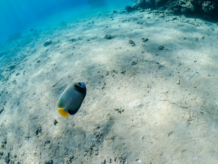 Underwater view with tropical fishes on sandy bottom of Red Sea