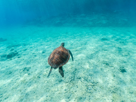 Underwater photo of turtle swimming in blue seaの写真素材