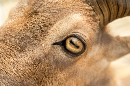 Close up photo of deer's eyeの写真素材