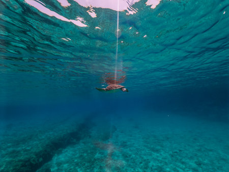 Underwater photo of turtle swimming in blue seaの写真素材