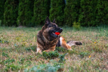 Lying beautiful german shepherd resting on grass