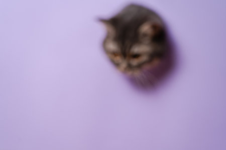 Cool view on funny grey cat with a lilac background. Blurry photoの写真素材