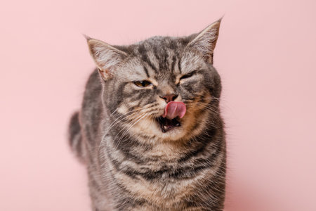 Close up on domestic funny cat against a pink backgroundの写真素材