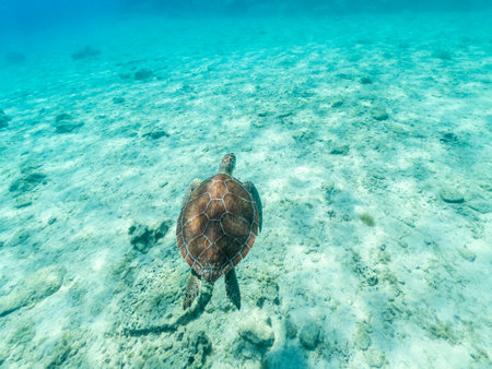 Underwater photo of turtle swimming in blue seaの写真素材