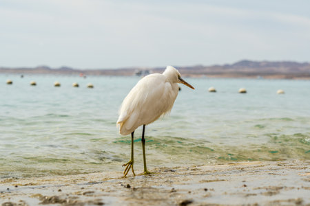 White egret walking on the seashoreの写真素材