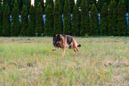 Beautiful german shepherd dog running or jumping on a parkの写真素材