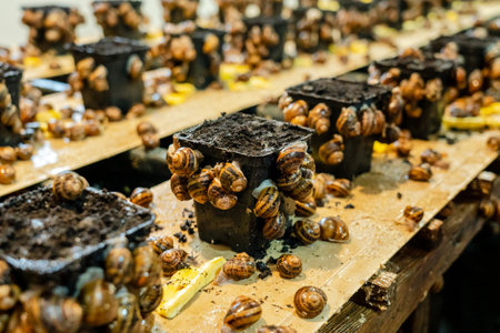 View on the stands with many snails on farmの写真素材