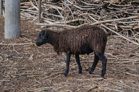 A cool view on sheep walking under the sunの写真素材