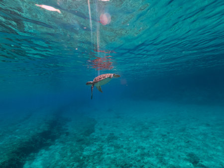 Underwater photo of turtle swimming in blue seaの写真素材