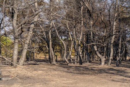 Burnt forest after the fireの写真素材