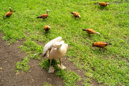 White pelican with ducksの写真素材