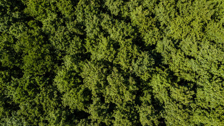 Aerial view of a lush green forest or woodland. Drone photographyの写真素材