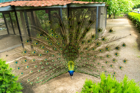 Beautiful male peacock in national zoo with feathers outの写真素材