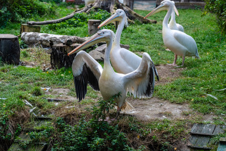 A View on white pelicans resting at warm dayの写真素材