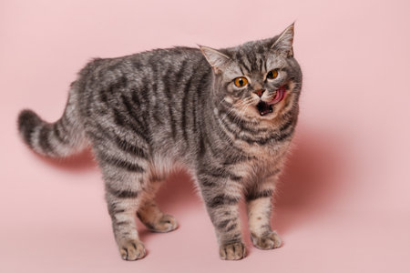 Gray cat licking its lips, isolated on a pink backgroundの写真素材