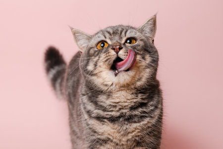 Gray funny cat licking its lips, isolated on a pink backgroundの写真素材