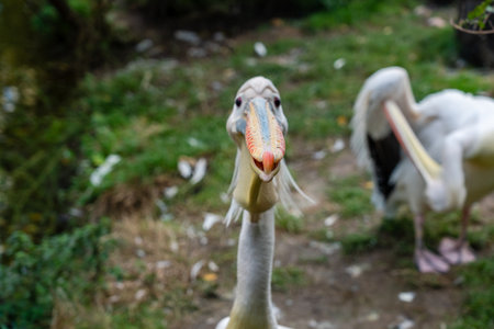 A View on white pelicans resting at warm dayの写真素材