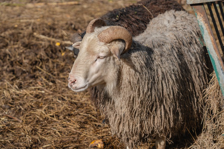 Sheep walking at the farm at a warm dayの写真素材