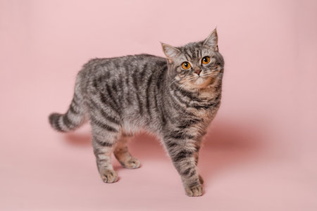 Close up on domestic funny cat against a pink backgroundの写真素材