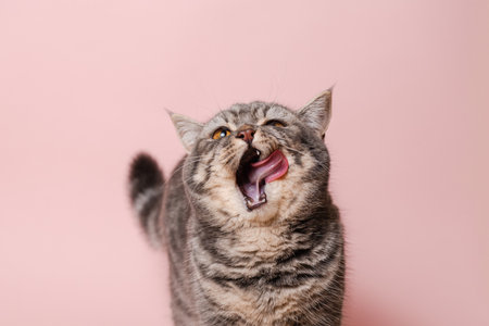 Gray funny cat licking its lips, isolated on a pink backgroundの写真素材
