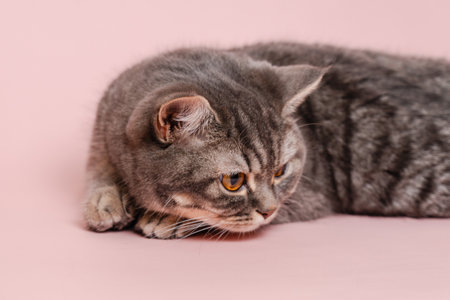 Funny gray cat isolated at a pink backgroundの写真素材