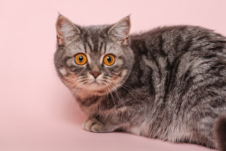 Funny gray cat isolated at a pink backgroundの写真素材