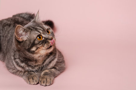 Close up on gray cat isolated at a pink backgroundの写真素材