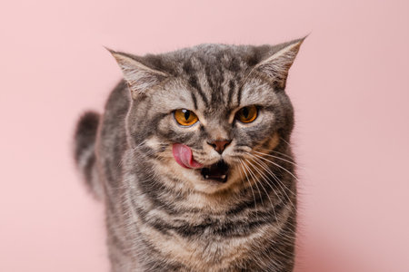 Gray funny cat licking its lips, isolated on a pink backgroundの写真素材