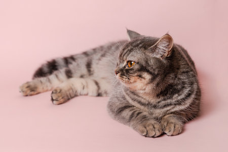 Gray cat isolated at a pink backgroundの写真素材