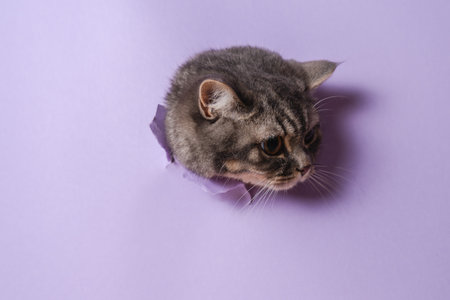 Cool view on funny grey cat with a lilac backgroundの写真素材