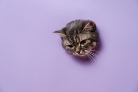 Cool view on grey cat with a lilac backgroundの写真素材