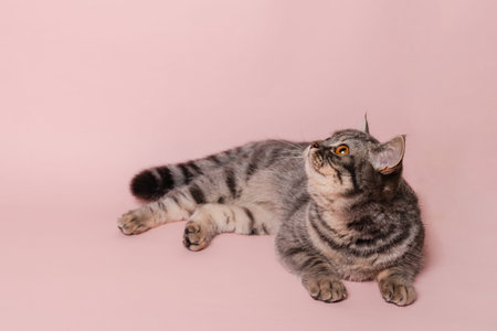 Funny gray cat isolated at a pink background