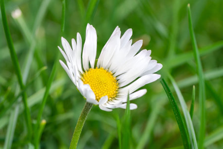 Daisy flower with white petals and yellow center blooming in green grass fieldの写真素材