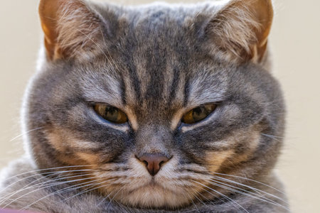 Domestic tabby cat looking directly into the viewer with a stern expression