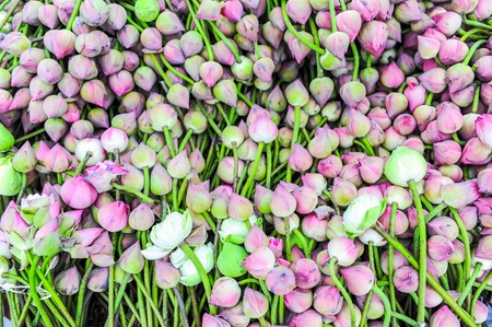 a thousand of Lotusの写真素材