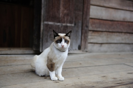 Cat standing in front guess houseの写真素材