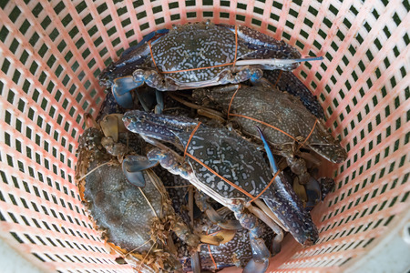 Flower crab Blue crabの写真素材