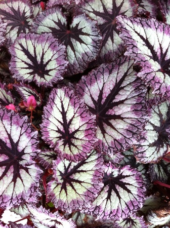 close-up of leafy plantの素材