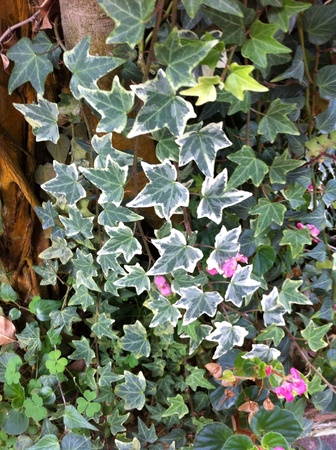 Leafy plant in gardenの素材