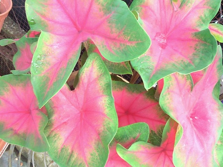 Closeup of plant in a gardenの素材