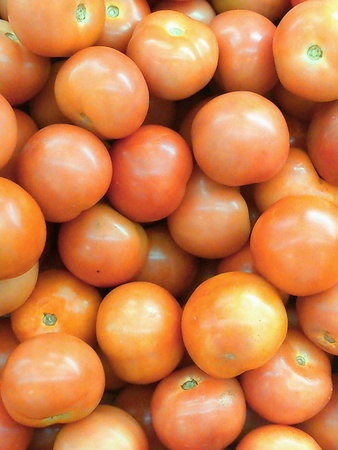 Fresh tomatoesの素材