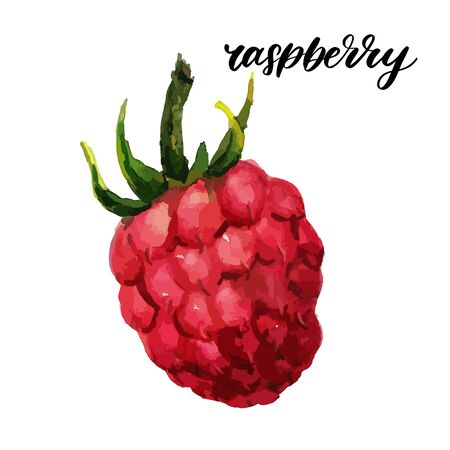 raspberry watercolor illustration vector hello summerのイラスト素材