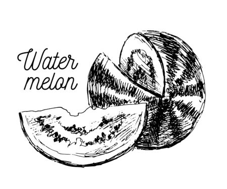 watermelon,vector hand drawing ink natural eco veganのイラスト素材